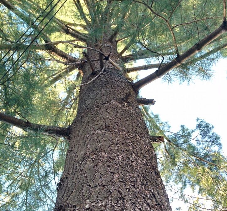 Mini MM – White Pine (Pinus strobus)