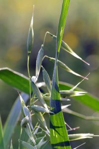 green oats with the tops ready