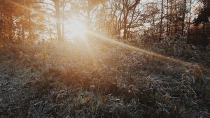 field with sun coming through trees