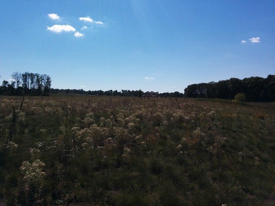 field of flowers and grasses; blue sky