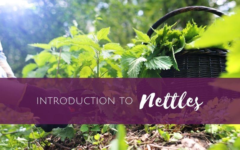 Episode 1 – Introduction to Nettles