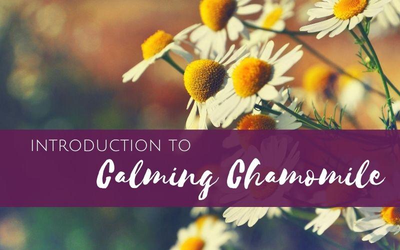 Episode 6: Introduction to Calming Chamomile