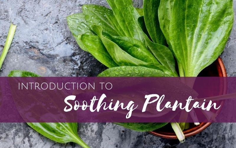 Introduction to Soothing Plantain
