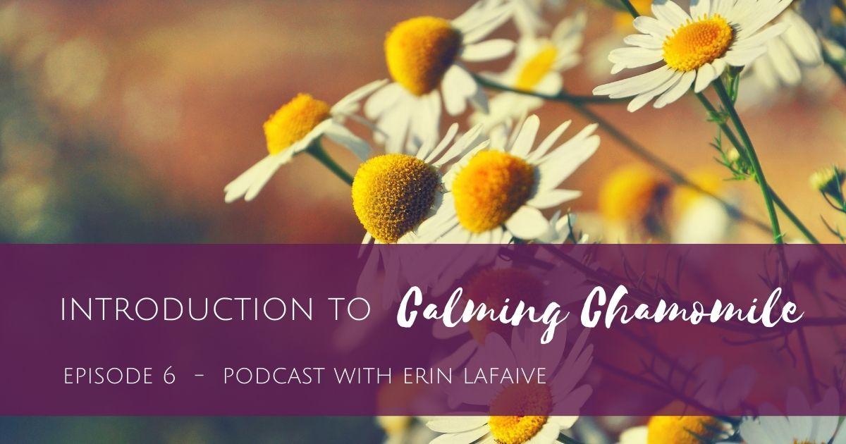 Episode 6 Introduction to Calming Chamomile Full Circle Herbals, LLC