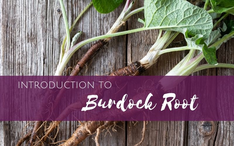 Episode 15: Introduction to Burdock Root for Herbal Remedies