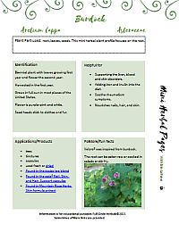 Mugwort - herbal and magical tips