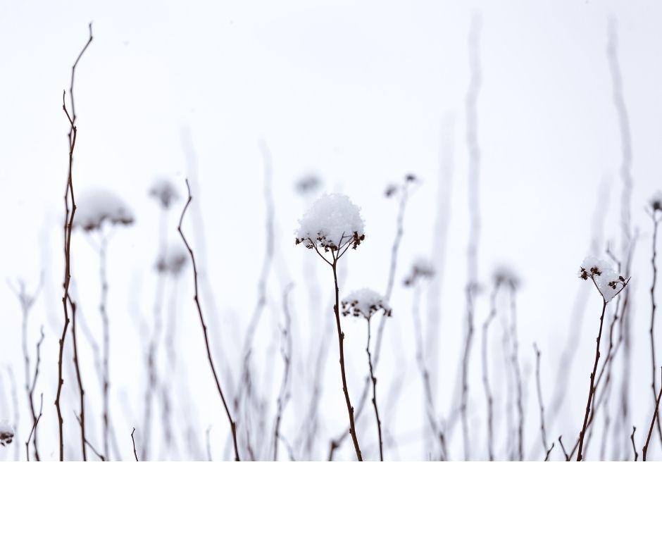 snow on old flower stalks