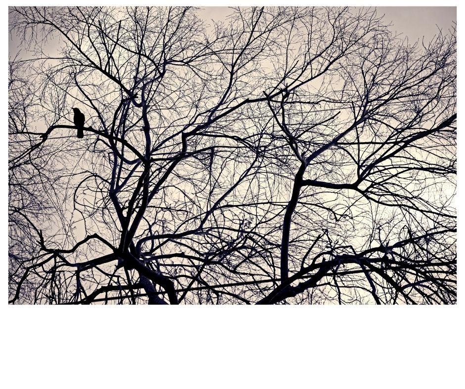 crow in a winter tree