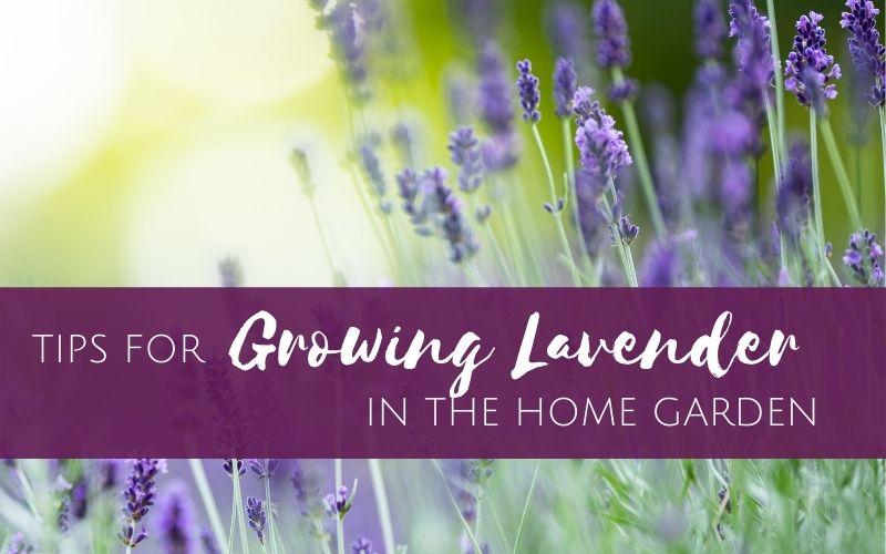 Episode 17:  Tips for Growing Lavender in the Home Garden