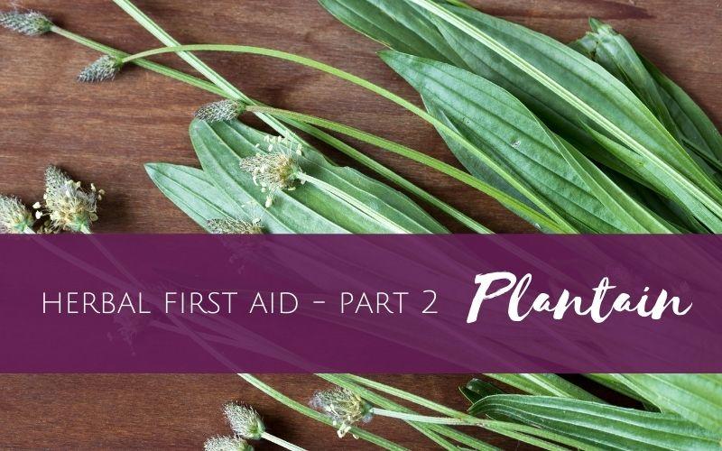 plantain used for herbal first aid