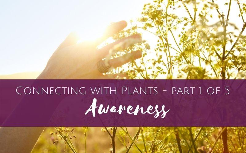 Connecting with Plants part 1 of 5 – Awareness