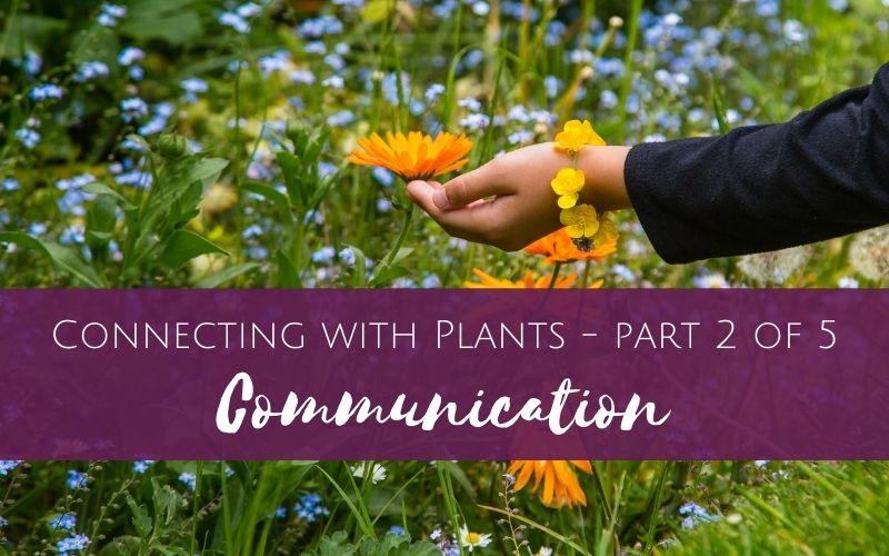 Connecting with Plants part 2 of 5 – Communication