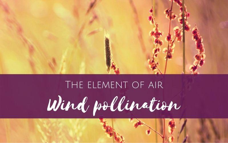 Working with the element of air: Wind Pollinated plants