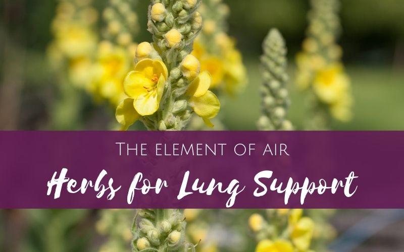 Working with the element of air: Herbs for Lung Support