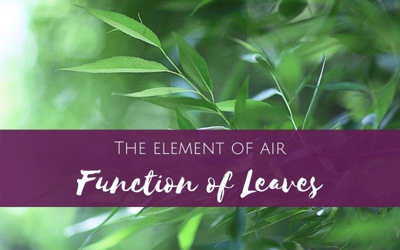 Element of air - function of leaves podcast