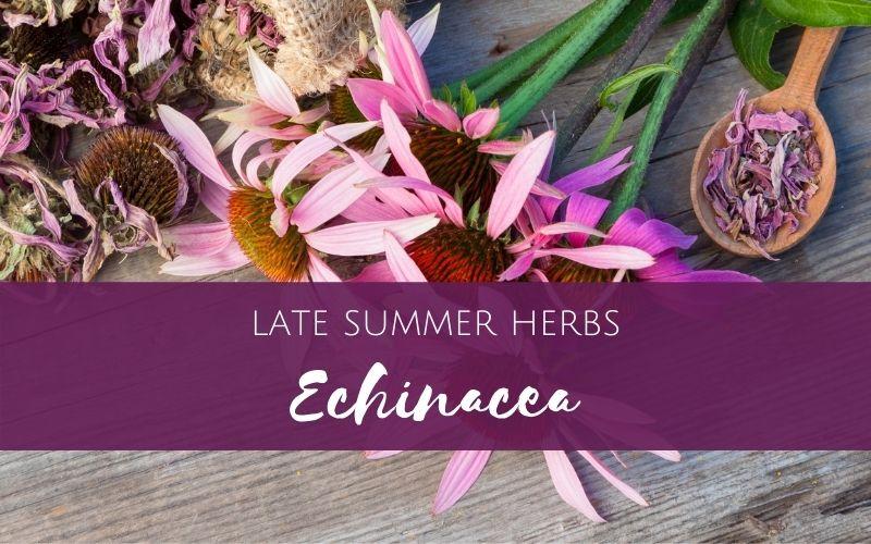 Late-summer herbs-echinacea