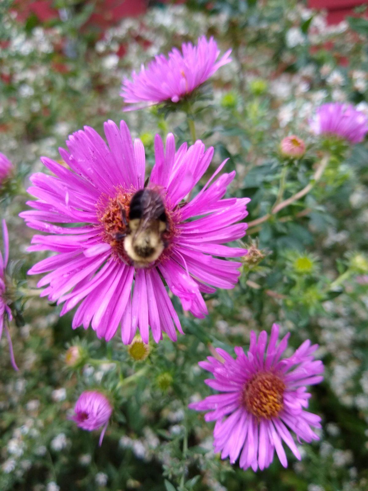 purple flower of an aster with a bee in the middle