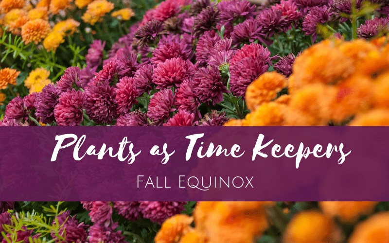 purple and orange mums with title "plants as time keepers for fall equinox"