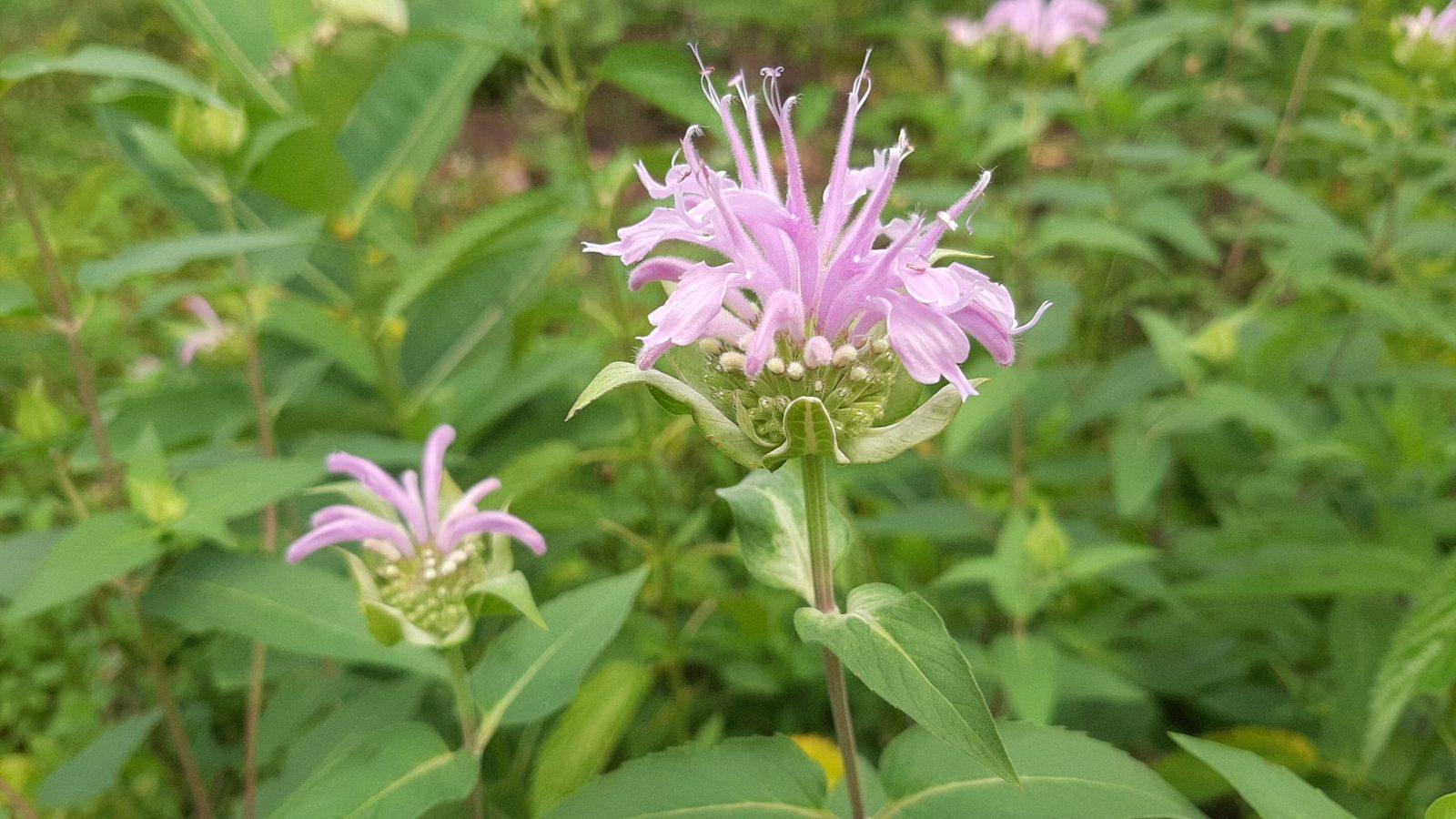 purple flower of beebalm