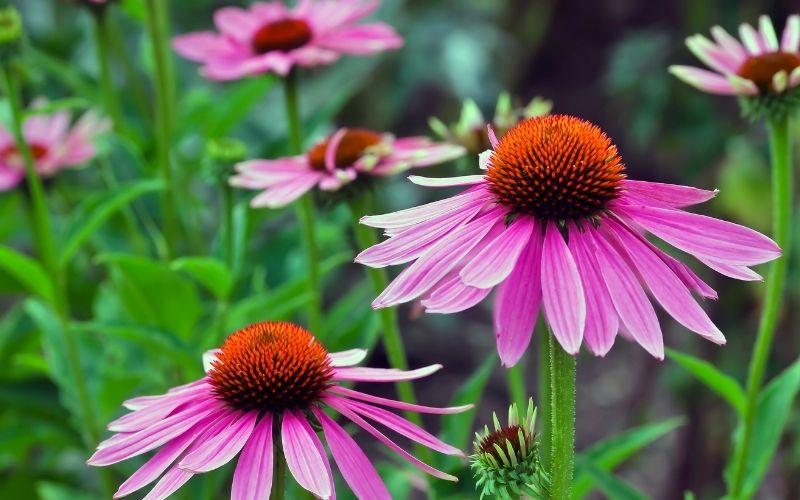 echinacea remedies