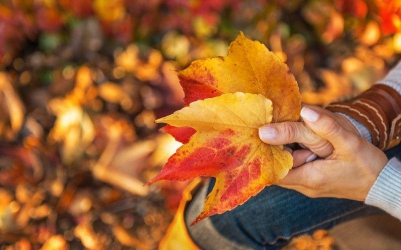 women holding leaves - fall harvest