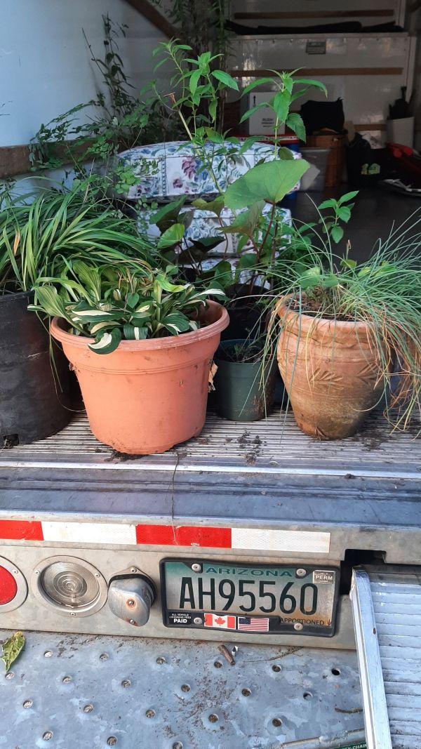 plants on the moving truck