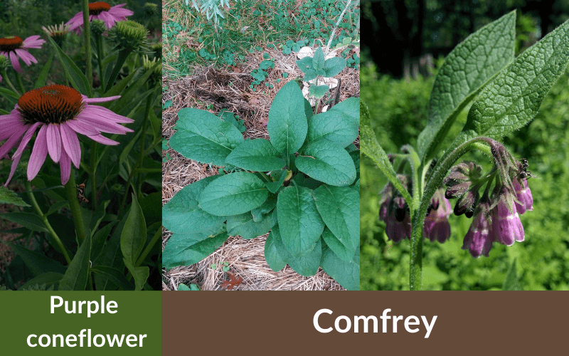 purple coneflower and leaves of comfrey and flower of comfrey