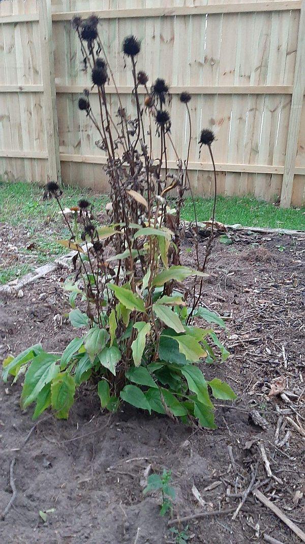 Comfrey in fall