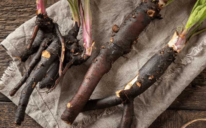 comfrey root