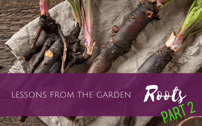 Lessons from the Garden: Roots (part 2)