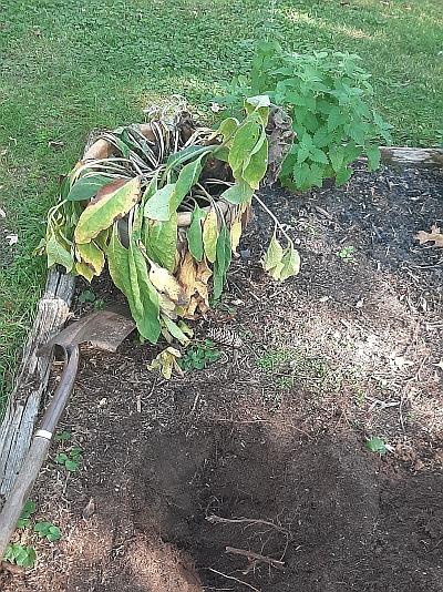 comfrey pot