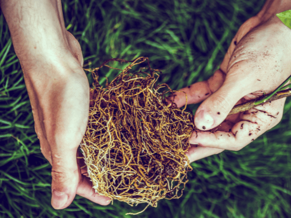 hands touching the roots of plants