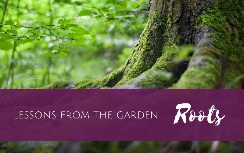 lessons from the garden - roots part 1