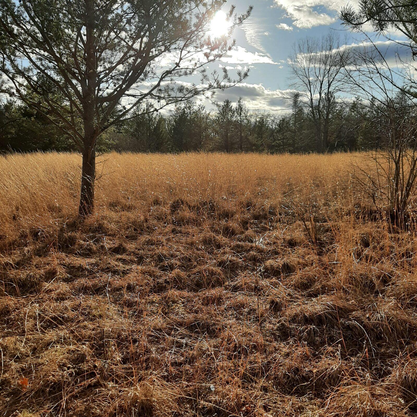 brown grass in a field with a tree and sunny sky