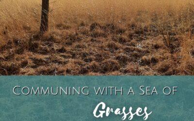 Communing with a Sea of Grasses | Erin LaFaive