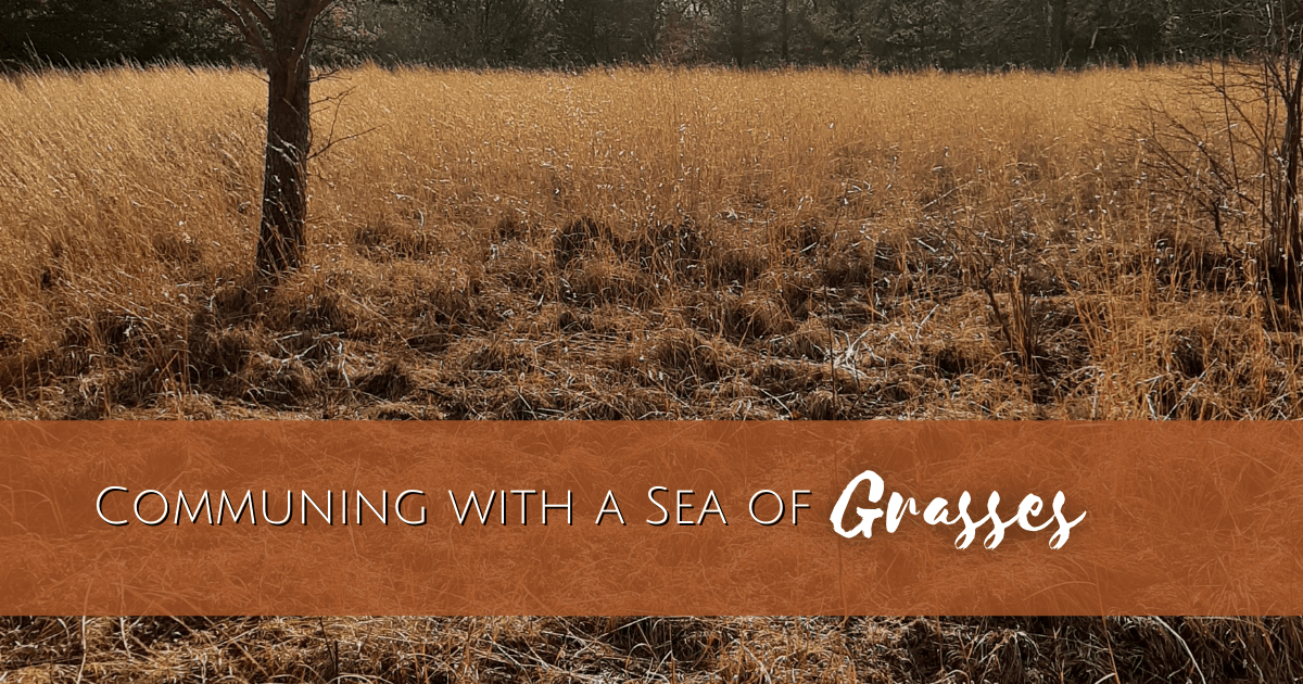 communing with a sea of grasses