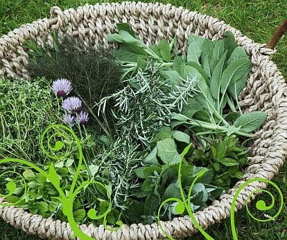 herbs in a basket