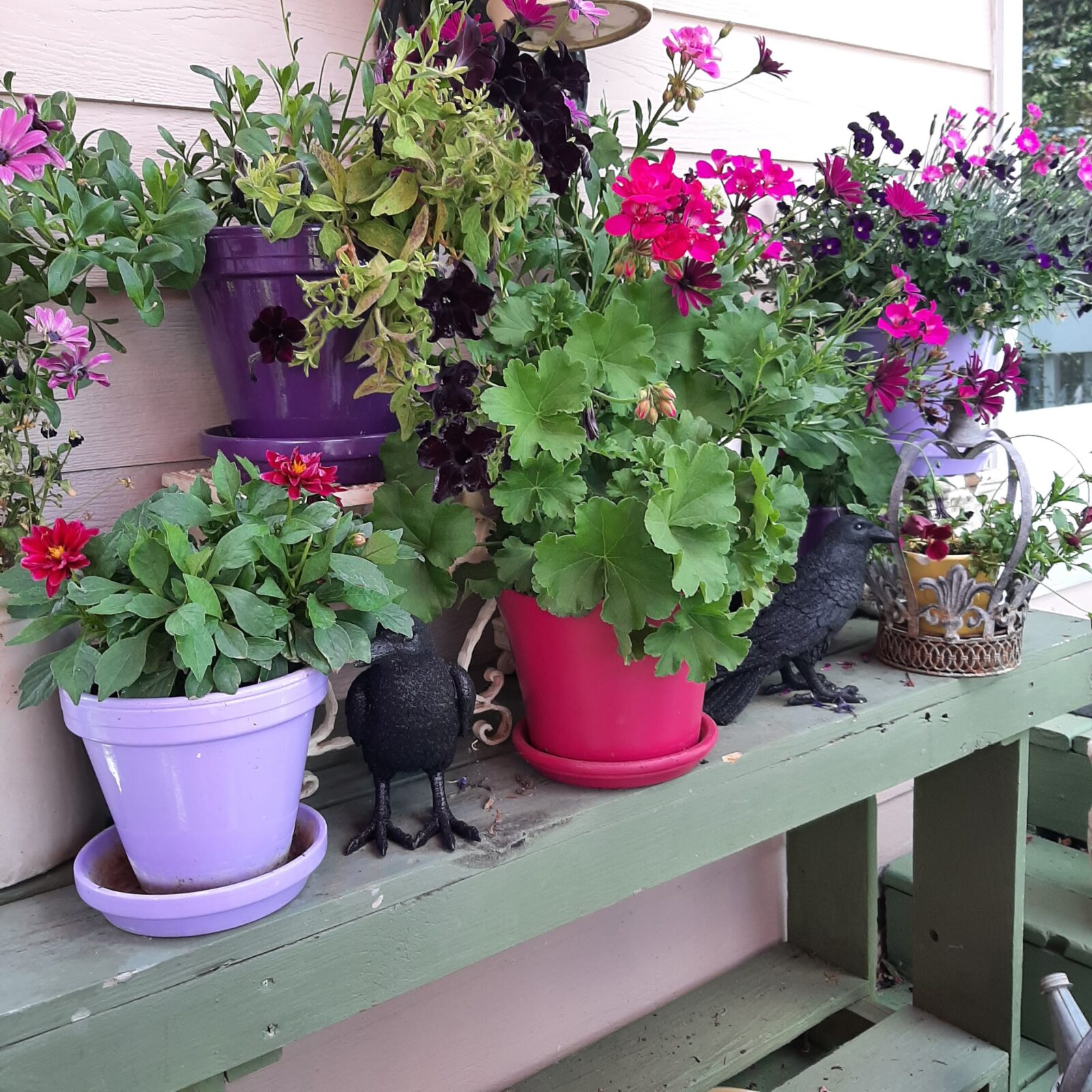 purple and pink petunias in containers outside
