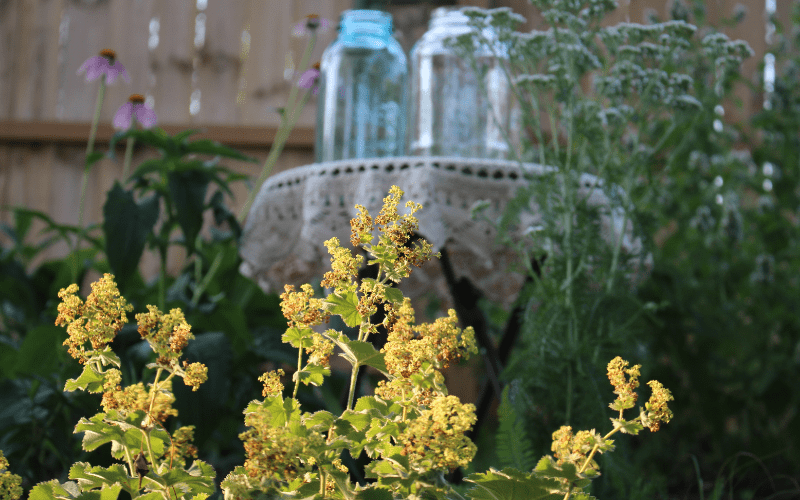 lady's mantle yellow flower in forefront and three jars on table in background