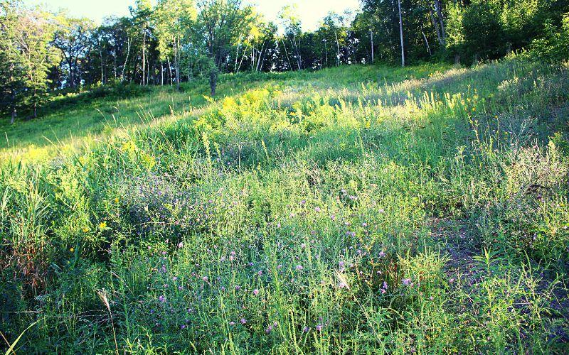 prairie plants on a hill