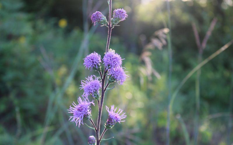 Liatris