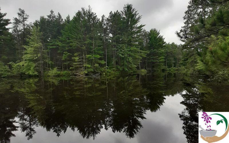 trees reflecting into a lake 